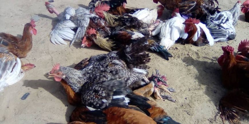 Étal de volailles à Ati au Tchad